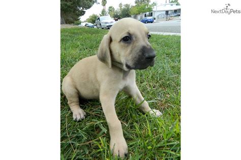 To help in that, today we've brought the full breed profile of southern cur dog. Black Mouth Cur puppy for sale near Las Vegas, Nevada ...