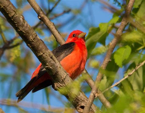 Scarlet Tanager My Birding Photos