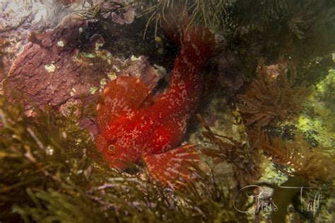 Verified Red Velvetfish Sighting In Victoria By Chris Taft Redmap