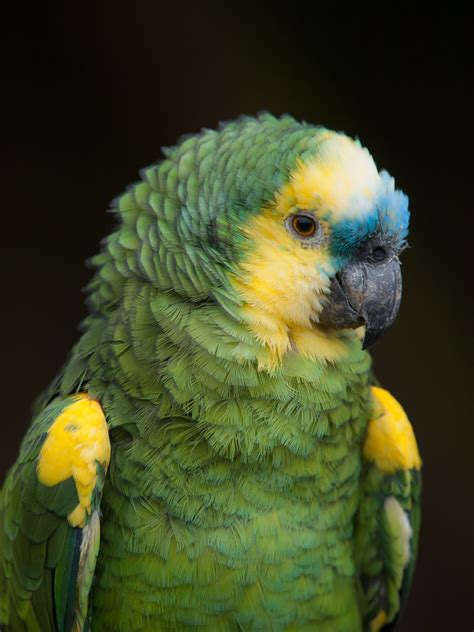 Blue Fronted Amazon Parrot Blue Fronted Amazon Parrot At P Flickr