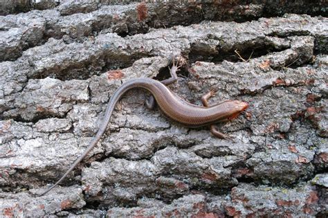Common Five Lined Skink