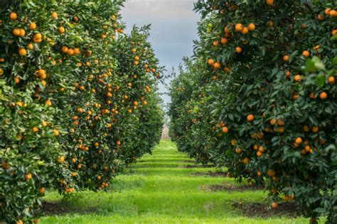 Orange Tree Stock Photos Pictures And Royalty Free Images Istock