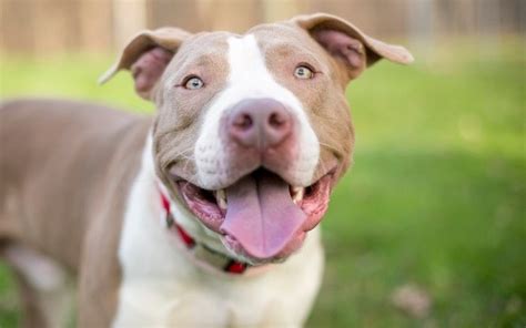 Pit Bulls Facts Information And Statistics About