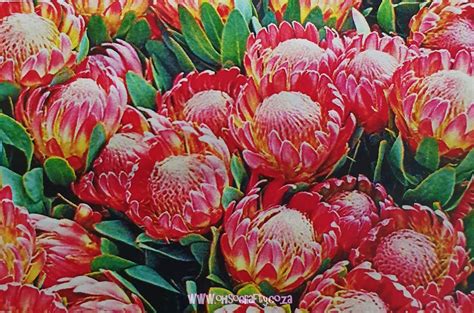 The protea garden displays plants from the remarkably diverse protea family (proteaceae): Proteas / How to grow proteas | Better Homes and Gardens ...