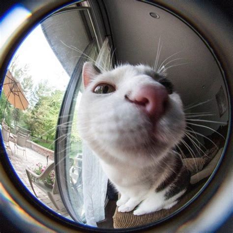 18 Curious Cats Hilariously Bumping Into Cameras Curious Cat Cute