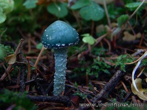 Stropharia Aeruginosa Viherkaulussieni Natural Fungi In Finland