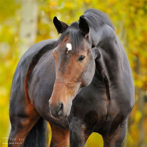 pin  vera allen  horses horses bay horse beautiful horses