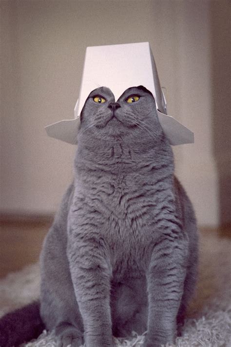 15 Silly Cats Wearing Hats
