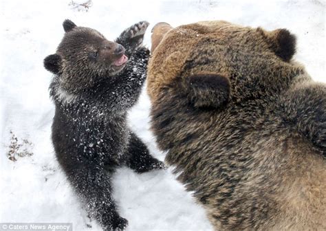 From Russia With Love The Doting Father Bear Who Cant Help Cuddling