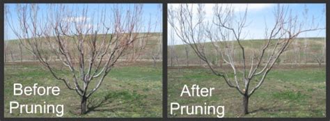 Pruning Peach Trees With Simple Instructions And Pictures