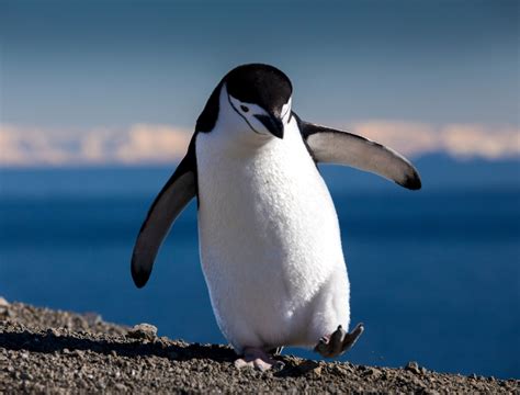 Flughtless Bird That Looks Like A Penguin Flightless