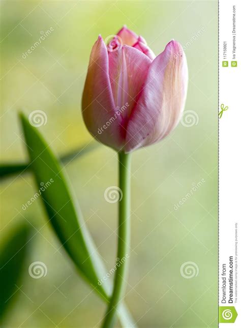 Single Lonely Common Beautiful Pink Tulip With Green Leaves In Spring