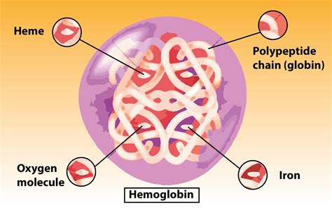 What Is Hemoglobina Main Component Of Rbcsb Iron Containing