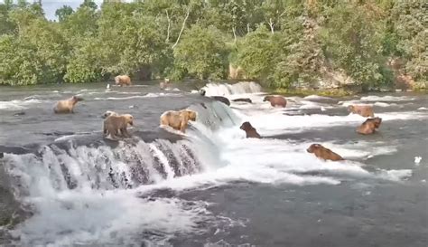 Best Of Live Bear Cam From Brooks Falls Katmai National Park Alaska