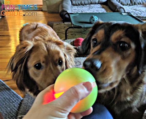 Wicked Ball Is One Of The Best Interactive Dog Toys To Prevent Dog