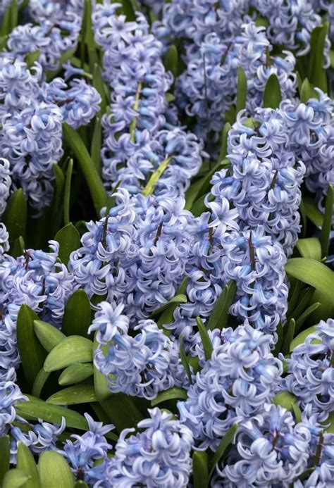 Close Up Of Blue Hyacinths Flowers Stock Photo Image Of Haarlem