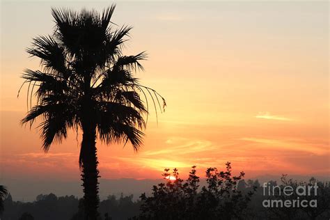 Sunset With Palm Tree Silhouette Photograph By Nina Prommer