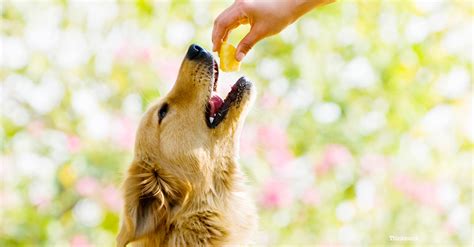 Rawhide treats come from the inner layer of cow or horse hides. Safe Treats: Can My Dog Have "People" Food?