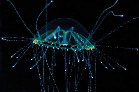 Dama Da Noite Census Of Marine Life Revela Novas Espécies