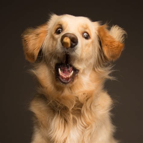 Psbattle Dog Trying To Catch Treat Photoshopbattles