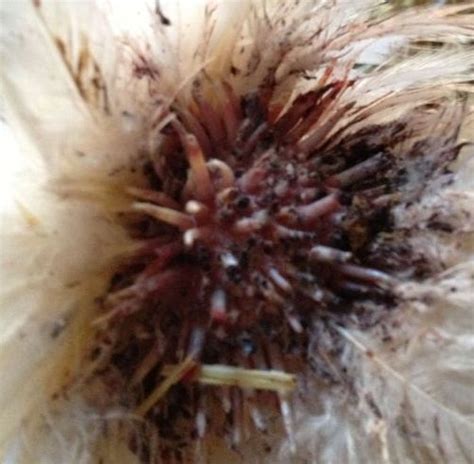 Help Infected Pin Feathers Picture