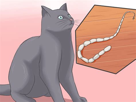 3 Ways To Treat Tapeworm In Cats Wikihow