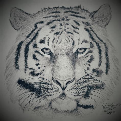 Tiger Pencil Drawing By Dubz On Deviantart