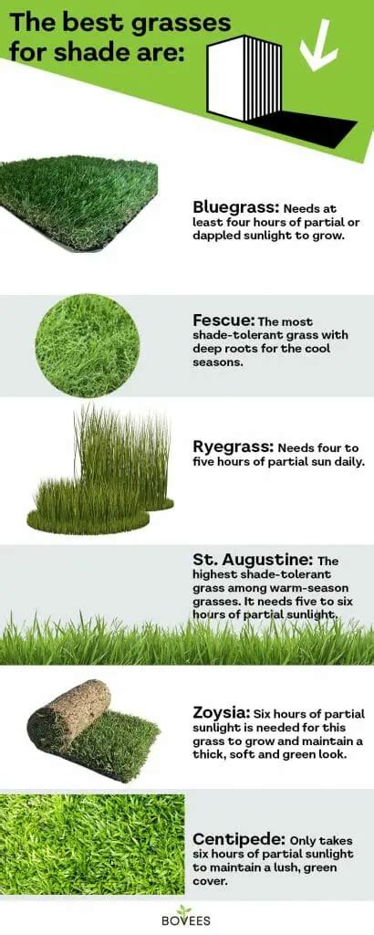 The Best Grass For Shade Which Shade Tolerant Grass