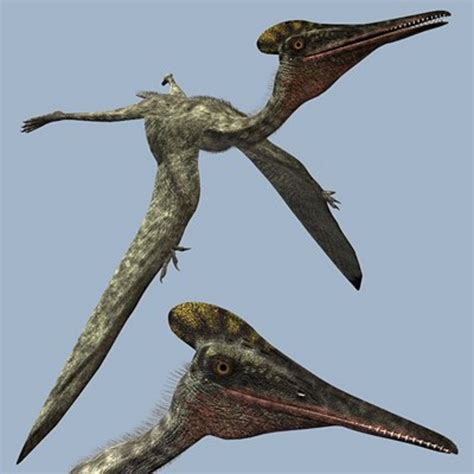 Art Illustration Reptile Pterodactylus It Was The First To Be Named And Identified As A