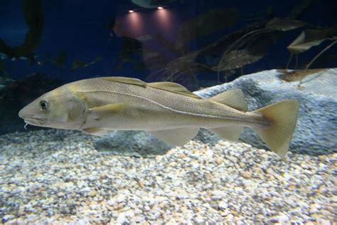 The Atlantic Cods Sex Gene Revealed
