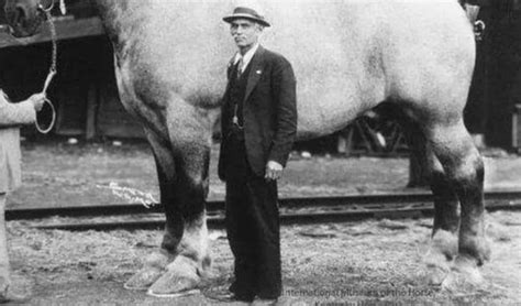 See Sampson The Largest Horse Ever Recorded Az Animals