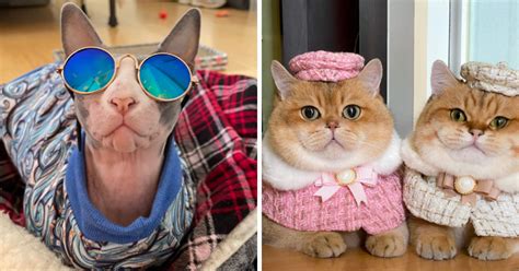 26 Fashionable Felines Flaunting Furry Fashion In Style I Can Has