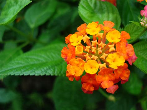 Rest assured, we did the research to bring you our options for the top funeral flower providers in all of the philippines. Asisbiz Flowers Philippines 016