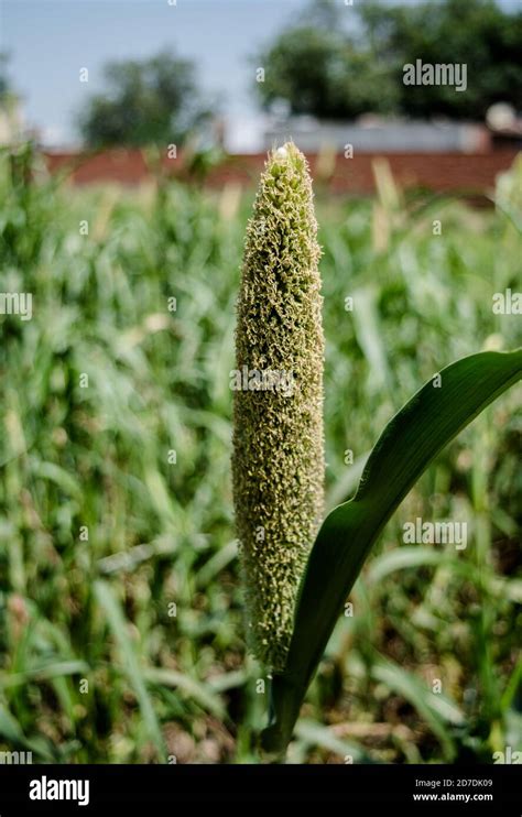 Bajra Millet Crop Hi Res Stock Photography And Images Alamy