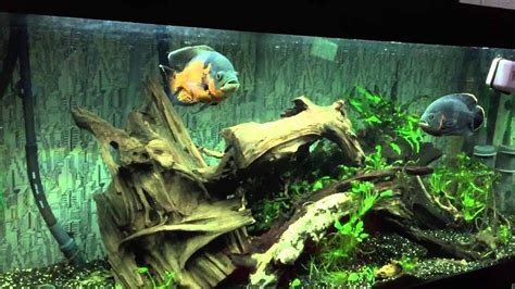 Juwel Rio 400 Oscar Fish Aquarium Youtube