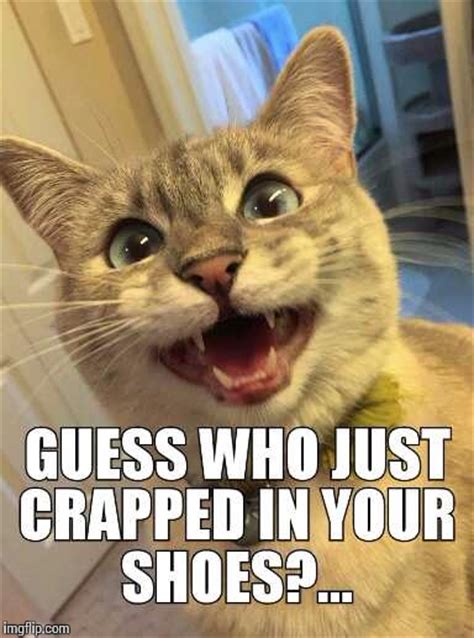 Cat Surprise Imgflip