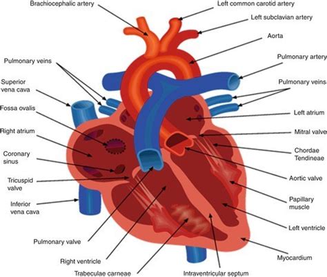 Heart with tortuous coronary arteries during a coronary angiogram, doctors inject a special dye into your arteries so they'll show up on imaging tests. Cardiac Anatomy and Electrophysiology | Thoracic Key