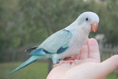 Blue Pallid Quaker Parrot Friendly Bird Aviary Parrot Pet Pet