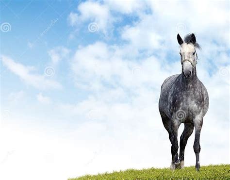 Dappled Grey Horse Stock Photo Image Of Blue Arabian 3706376