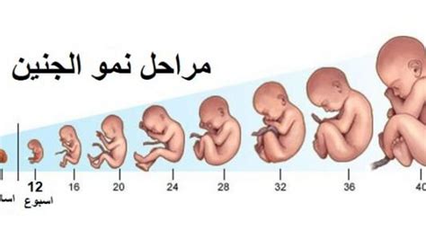 مراحل تكوين الجنين بالصور من اول يوم بداية نمو البيبي في بطن امه بنات كيوت