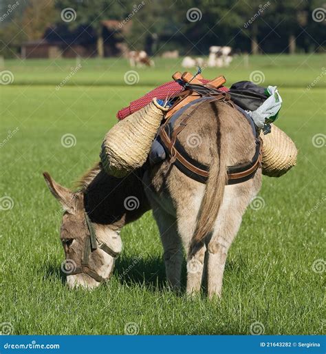 Donkey In The Field Stock Photo Image Of Sunny Donkey 21643282