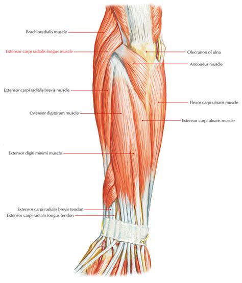 Extensor Carpi Radialis Longus Muscle Anatomy My Xxx Hot Girl