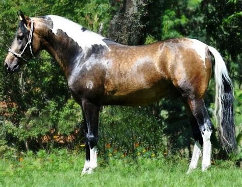 Buckskin Paint Mustang Horse Buckskin Overo Horse Lover
