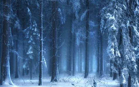 A Forest Filled With Snow Covered Trees And Lots Of Tall Trunks In The