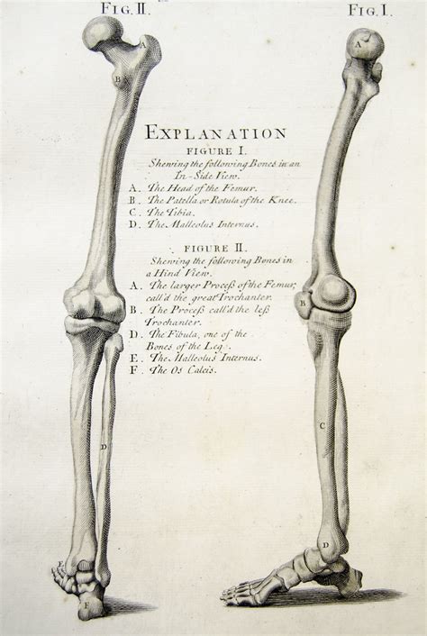 Bones of the leg | Plate 8 showing engraving of the bones of… | Flickr