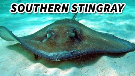 Southern Stingray Facts A Whiptail Ray Animal Fact Files Youtube