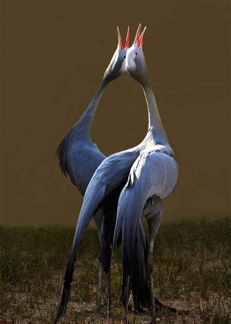 17 Best Images About Blue Crane Andother Endangered Species On
