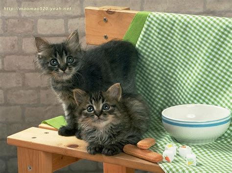 Cute Kitten Wallpaper Kittens Wallpaper 13938970 Fanpop