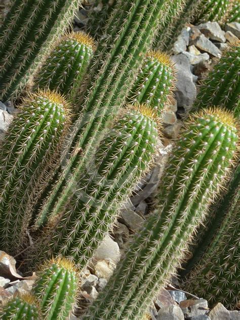 Trichocereus spachianus is also called golden torch or golden torch cactus. Echinopsis spachiana | Golden Torch Cactus, White Torch ...