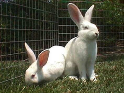 Survival is 100% due to the presence of a large amount of milk in the. Bunny Breed Guide: New Zealand White Rabbit | PetHelpful